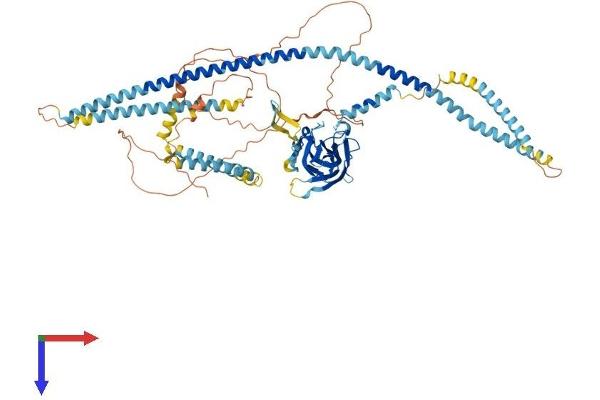 SUN2 Protein (AA 1-717) (His tag)