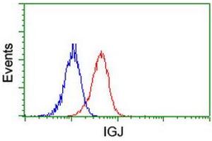 Image no. 2 for anti-Immunoglobulin J Polypeptide, Linker Protein For Immunoglobulin alpha and mu Polypeptides (IGJ) antibody (ABIN1498838) (IGJ Antikörper)