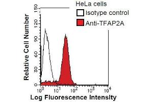 HeLa cells were fixed in 2% paraformaldehyde/PBS and then permeabilized in 90% methanol. (TFAP2A Antikörper)