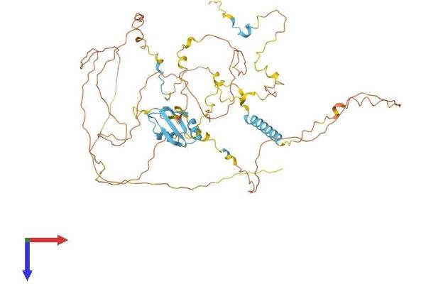 EIF4B Protein (AA 1-611) (His tag)