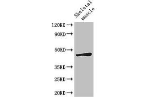 Western Blot Positive WB detected in: Mouse skeletal muscle tissue All lanes: LEF1 antibody at 2. (LEF1 Antikörper  (AA 75-216))