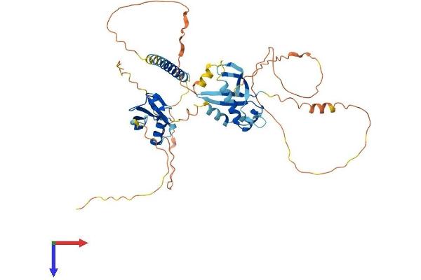 MIDN Protein (AA 1-468) (His tag)