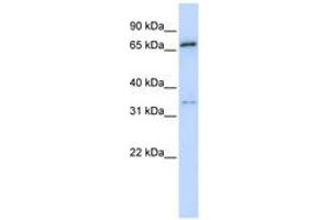 Image no. 1 for anti-Tripartite Motif Containing 23 (TRIM23) (AA 72-121) antibody (ABIN6740282) (TRIM23 Antikörper  (AA 72-121))