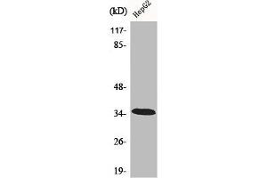 Western Blot analysis of HepG2 cells using CA XIII Polyclonal Antibody (CA13 Antikörper  (Internal Region))
