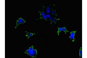 Immunofluorescent analysis of 293 cells using ABIN7163515 at dilution of 1:100 and Alexa Fluor 488-congugated AffiniPure Goat Anti-Rabbit IgG(H+L) (ATP2B2 Antikörper  (AA 1-80))