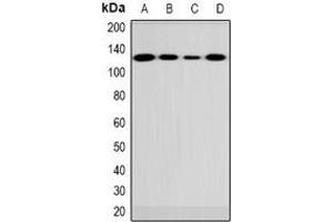 Western blot analysis of FUK expression in 786-O (A), rat brain (B), mouse brain (C), COS7 (D) whole cell lysates.