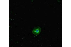Immunofluorescent analysis of A549 cells using ABIN7145636 at dilution of 1:100 and Alexa Fluor 488-congugated AffiniPure Goat Anti-Rabbit IgG(H+L)