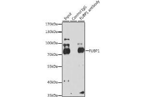 Immunoprecipitation (IP) image for anti-Far Upstream Element (FUSE) Binding Protein 1 (FUBP1) (AA 302-644) antibody (ABIN6140802)