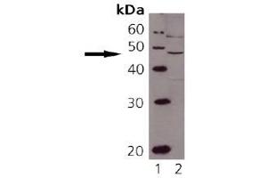 Image no. 1 for anti-TAP Binding Protein (Tapasin) (TAPBP) (AA 2-20) antibody (ABIN363952) (TAPBP Antikörper  (AA 2-20))