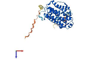 RRM2B Protein (AA 1-351) (His tag)