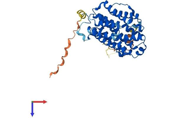 RRM2B Protein (AA 1-351) (His tag)