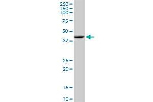 HFE MaxPab polyclonal antibody. (HFE Antikörper  (AA 1-348))