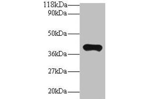 Western blot All lanes: PON1 antibody at 2 μg/mL + Mouse liver tissue Secondary Goat polyclonal to rabbit IgG at 1/10000 dilution Predicted band size: 40 kDa Observed band size: 40 kDa (PON1 Antikörper  (AA 2-355))
