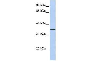Western Blotting (WB) image for anti-CDC42 Effector Protein (Rho GTPase Binding) 4 (CDC42EP4) antibody (ABIN2459819) (CDC42EP4 Antikörper)