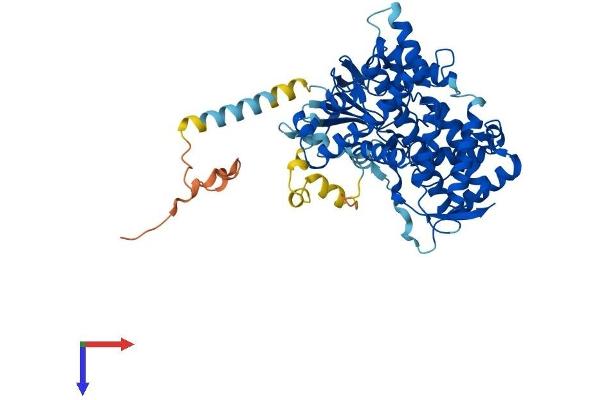 CYP2U1 Protein (AA 1-544) (His tag)