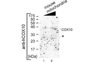 COX10 antibody - middle region  validated by WB using mouse mitochondria at 1:1000. (COX10 Antikörper  (Middle Region))