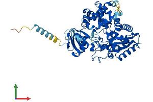 AlphaFold protein structure predicition of Mouse Recombinant Cyp39a1 Protein, UniprotID Q9JKJ9