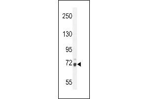 WDR76 Antibody (C-term) (ABIN654608 and ABIN2844308) western blot analysis in mouse NIH-3T3 cell line lysates (35 μg/lane). (WDR76 Antikörper  (C-Term))