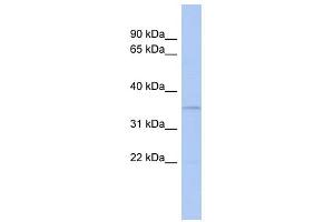 Western Blotting (WB) image for anti-C-Type Lectin Domain Family 4, Member G (CLEC4G) (N-Term) antibody (ABIN2786416)