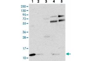 C18orf32 Antikörper