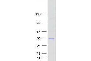 VTI1A Protein (Myc-DYKDDDDK Tag)