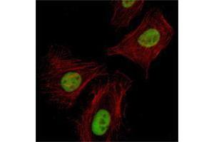 Immunofluorescence analysis of Hela cells using Pirh2 mouse mAb (green).