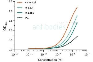 Direct ELISA of SARS-CoV-2 variant proteins with anti-SARS-CoV-2 Spike S1 antibody ABIN6952968. (SARS-CoV-2 Spike Antikörper  (RBD))