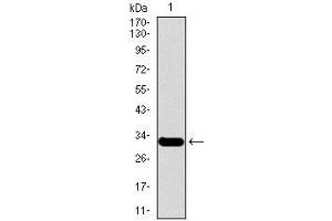 Western blot analysis using MESP2 mAb against human MESP2 recombinant protein. (Mesp2 Antikörper  (AA 37-94))