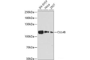 Western blot analysis of extracts of various cell lines using CUL4B Polyclonal Antibody at dilution of 1:1000. (Cullin 4B Antikörper)