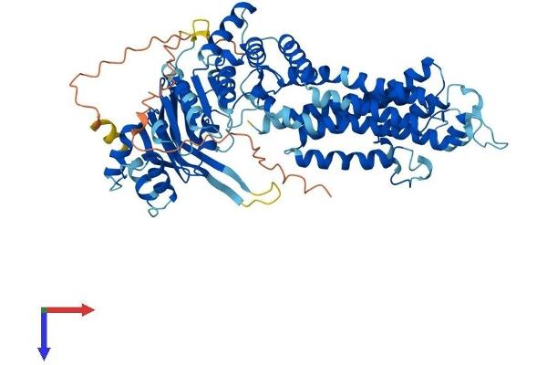 ABCG4 Protein (AA 1-646) (His tag)