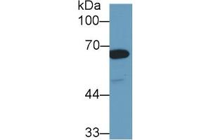Detection of HSPA1L in Human Hela cell lysate using Polyclonal Antibody to Heat Shock 70 kDa Protein 1 Like Protein (HSPA1L) (HSPA1L Antikörper  (AA 1-641))