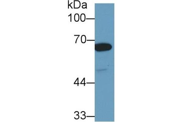 HSPA1L Antikörper  (AA 1-641)
