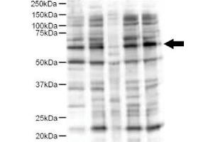 Image no. 2 for anti-Ajuba LIM Protein (AJUBA) (AA 224-239) antibody (ABIN401292) (AJUBA Antikörper  (AA 224-239))