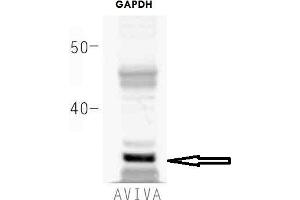 How many ug's of tissue/cell lysate run on the gel: 20 ugWhat species+tissue/cell type run on the gel: HEK293 Primary Antibody dilution: 1 to 1000Secondary Antibody: IRD800CW (anti-rabbit) (LICOR) Secondary Antibody Dilution: 1 to 20000 (GAPDH Antikörper  (Middle Region))