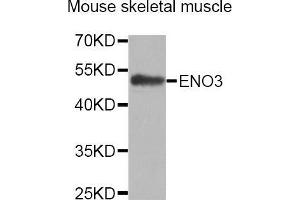 Western Blotting (WB) image for anti-Enolase 3 (Beta, Muscle) (ENO3) (AA 1-190) antibody (ABIN1679718) (ENO3 Antikörper  (AA 1-190))