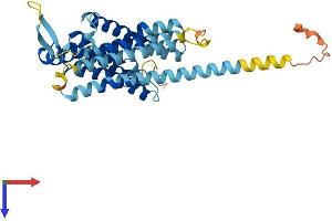 TRAM1L1 Protein (AA 1-363) (His tag)