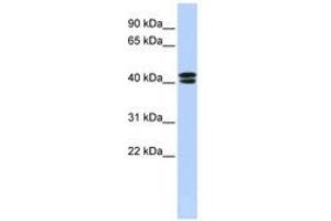 Image no. 1 for anti-Calcium Channel, Voltage-Dependent, beta 3 Subunit (CACNB3) (N-Term) antibody (ABIN6740406) (CACNB3 Antikörper  (N-Term))