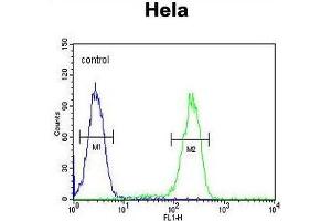 UBA52 Antibody (C-Term) flow cytometric analysis of Hela cells (right histogram) compared to a negative control cell (left histogram).