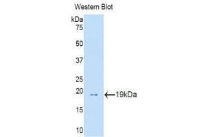 Western Blotting (WB) image for anti-Profilin 1 (PFN1) (AA 1-139) antibody (ABIN1860194) (PFN1 Antikörper  (AA 1-139))