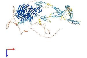 SEMA5B Protein (AA 1-1151) (His tag)