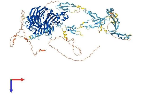 SEMA5B Protein (AA 1-1151) (His tag)