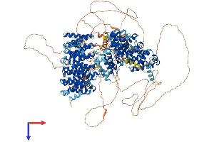 CLASP1 Protein (AA 1-1535) (His tag)