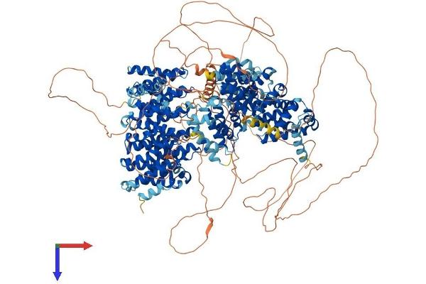 CLASP1 Protein (AA 1-1535) (His tag)