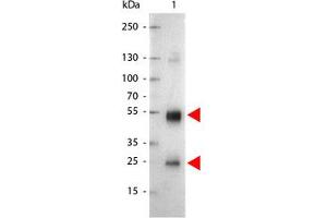 Image no. 1 for Goat anti-Rat IgG (Whole Molecule) antibody (Alkaline Phosphatase (AP)) (ABIN300955)