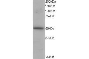 Image no. 1 for anti-Protein Kinase C and Casein Kinase Substrate in Neurons 3 (PACSIN3) (N-Term) antibody (ABIN374146) (PACSIN3 Antikörper  (N-Term))