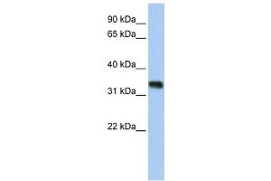 Western Blotting (WB) image for anti-Glycine-N-Acyltransferase-Like 3 (GLYATL3) antibody (ABIN2459273) (GLYATL3 Antikörper)