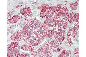 Anti-GLA / Alpha Galactosidase antibody IHC staining of human adrenal. (GLA Antikörper  (FITC))