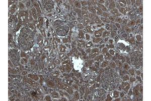 Immunohistochemistry (IHC) image for anti-Flotillin 1 (FLOT1) (C-Term) antibody (ABIN184756)