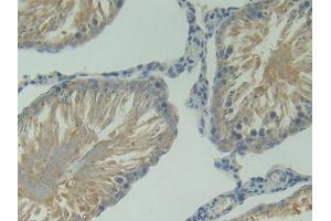 IHC-P analysis of Rat Testis Tissue, with DAB staining. (BAFF Antikörper  (AA 45-169))