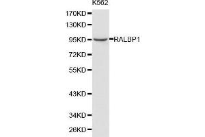 Western blot analysis of K562 cell lysate using RALBP1 antibody. (RALBP1 Antikörper  (AA 396-655))
